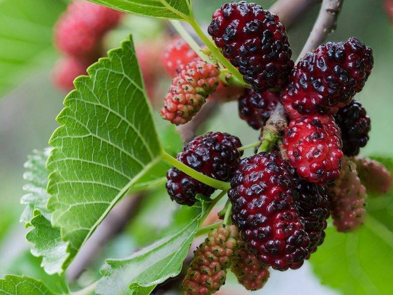 Шелковица купить саженцы из питомнике в Ачинске