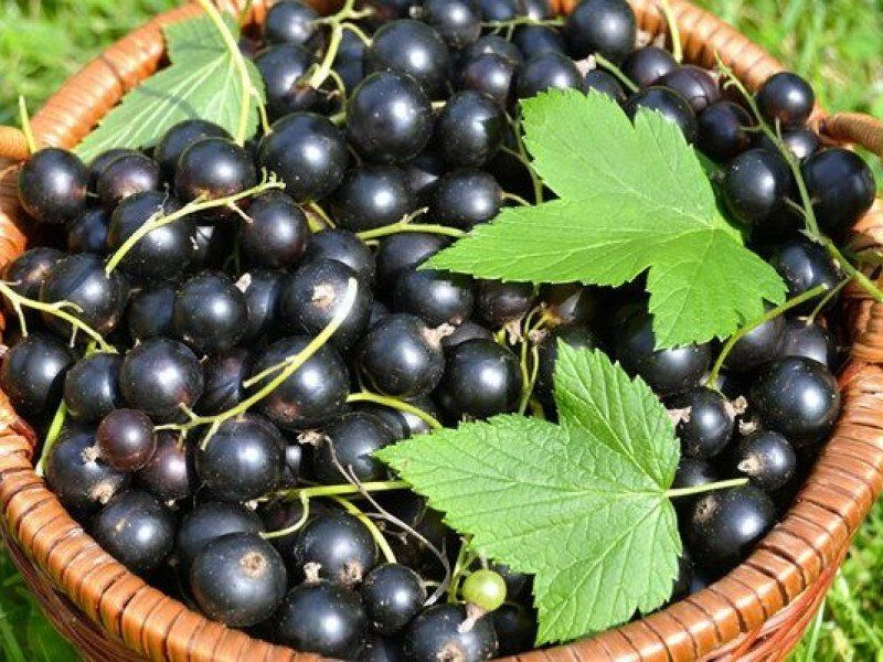 Смородина купить саженцы из питомника в Ачинске