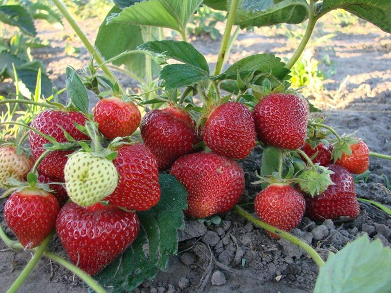 Клубника купить саженцы из питомника в Ачинске
