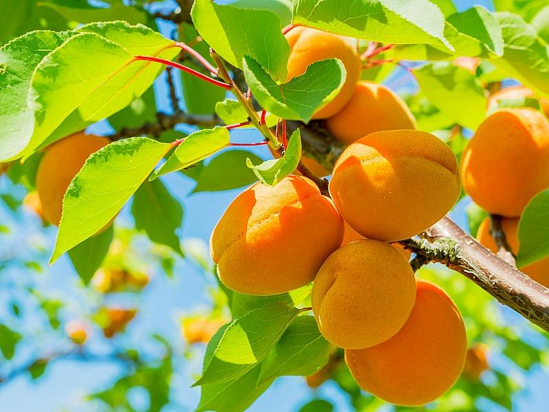 Абрикос купить саженцы из питомнике в Ачинске