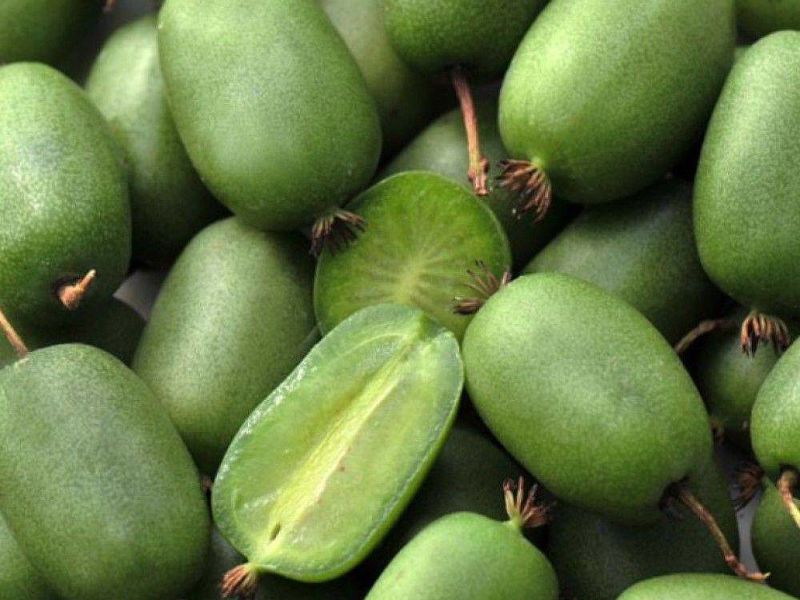 Актинидия купить саженцы из питомнике в Ачинске