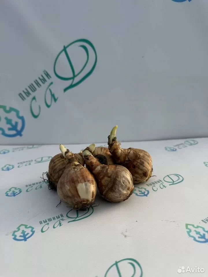 Нарцисс МИКС 25 шт.
