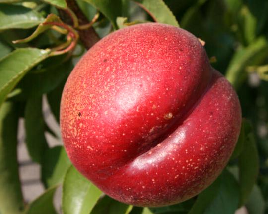 Нектарин "РУБИНОВЫЙ-4"